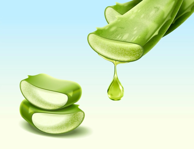 Aloe Vera plant with its section in 3d illustration