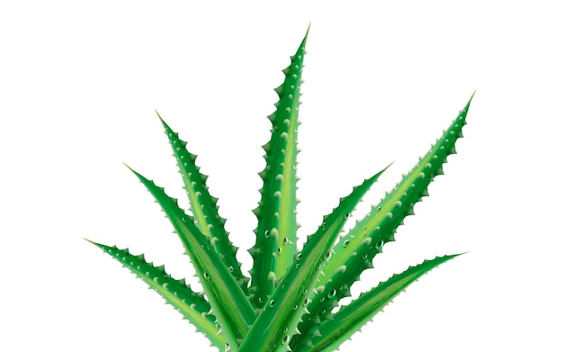 Aloe vera plant