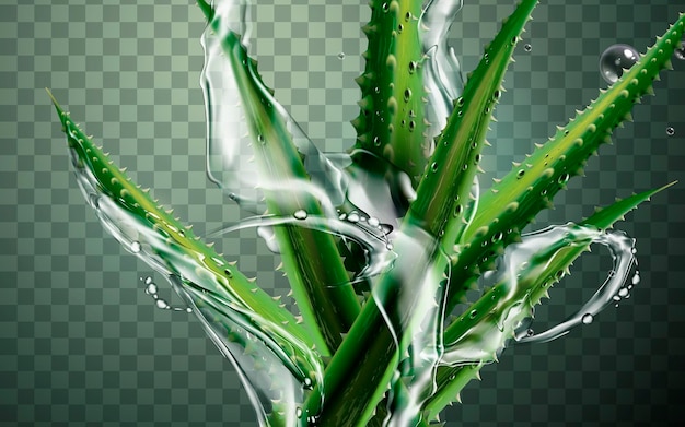 Vettore pianta di aloe vera