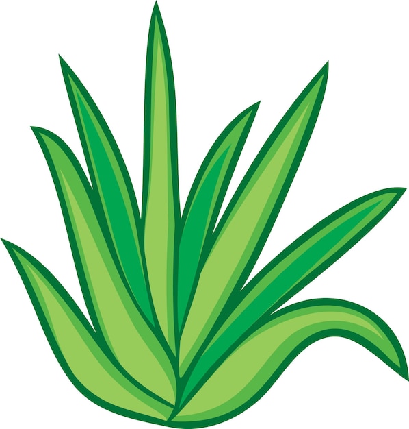 Pianta di aloe vera