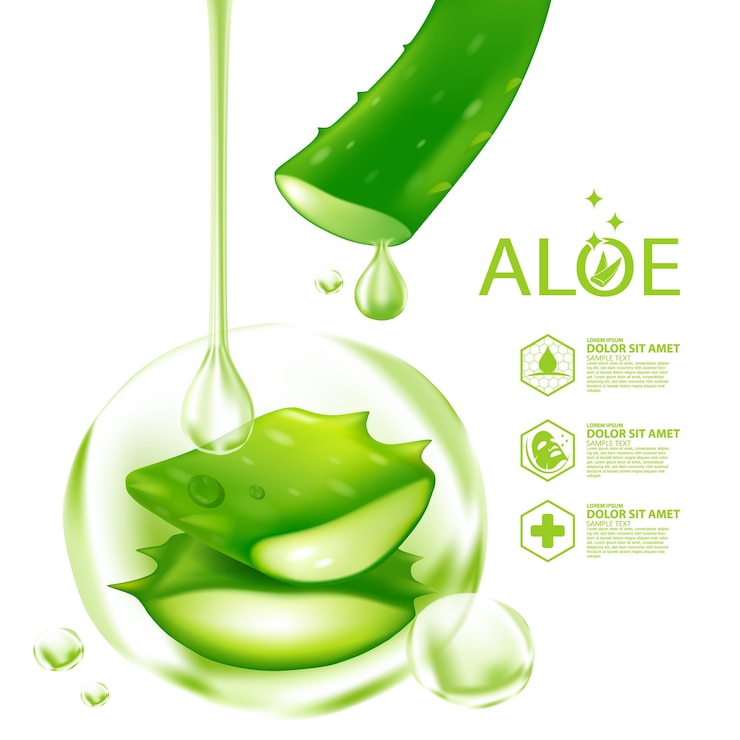 Vector aloe vera realistic plant skincare cosmetic
