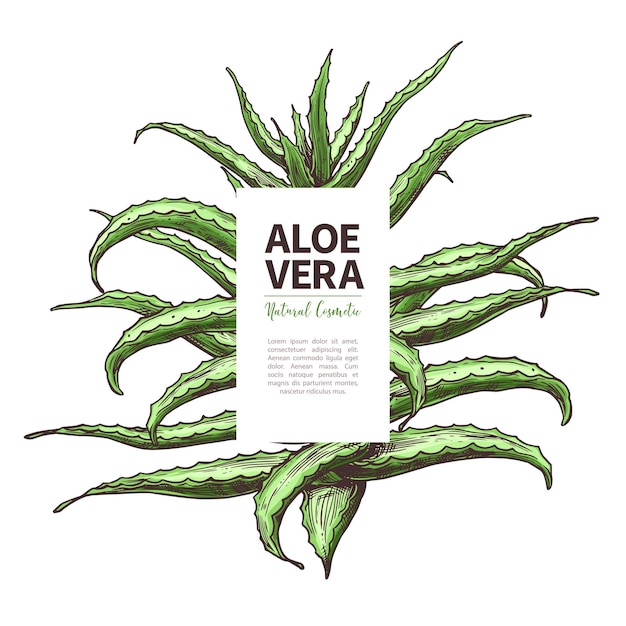 Vector aloë vera schets ontwerpsjabloon van label hand getrokken huis kruidengeneeskunde bloem en plant