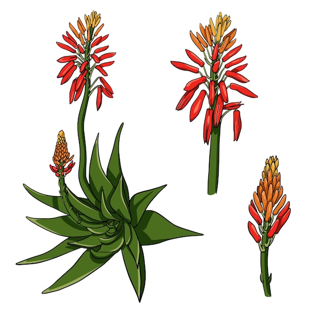 Aloe vera set of full flower and buds isolated on white background Vector drawing illustration