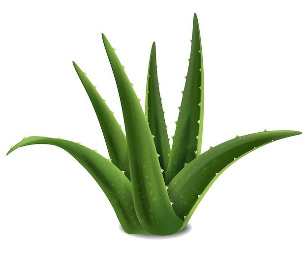 Vector aloe vera succulent plant realistic