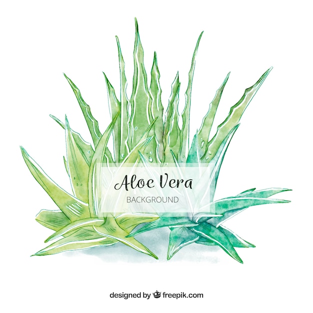 Vector aloe vera watercolor background