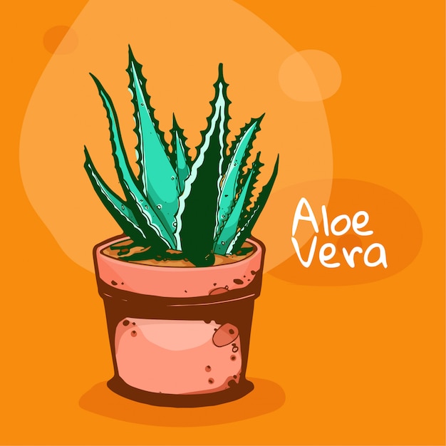 Vettore aloe vera