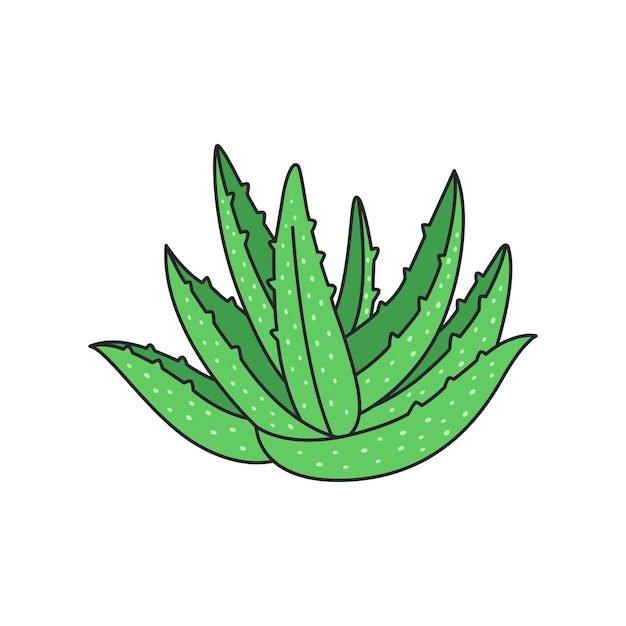 Aloe vera