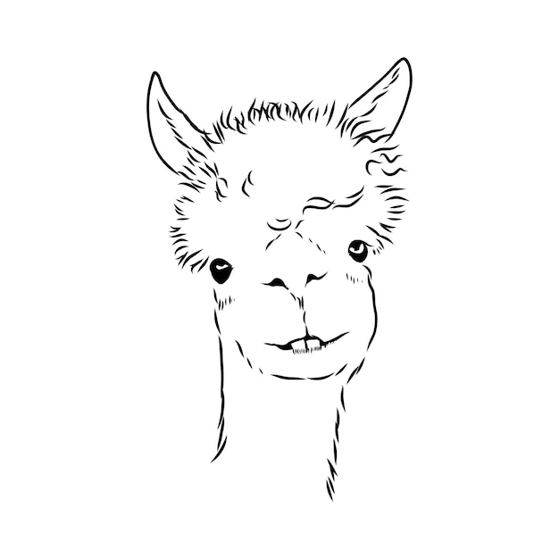 Vector alpaca lama portret handgetekende schetsmatig grafisch portret van een alpaca lama