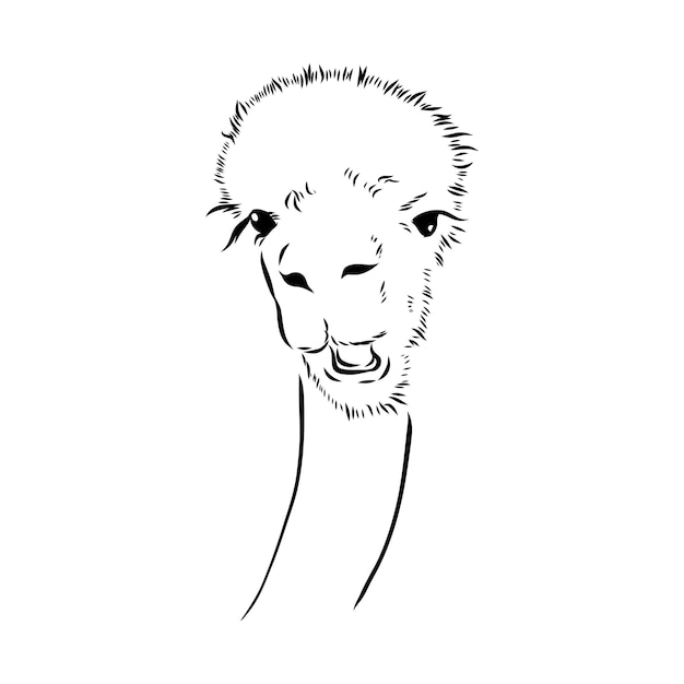 Alpaca llama portrait handdrawn sketchy graphic portrait of an alpaca llama