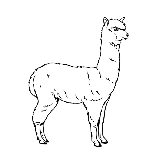 Alpaca overzicht pictogram. Lama zoogdier voor dierentuin. Geïsoleerde alpaca dier, illustratie.