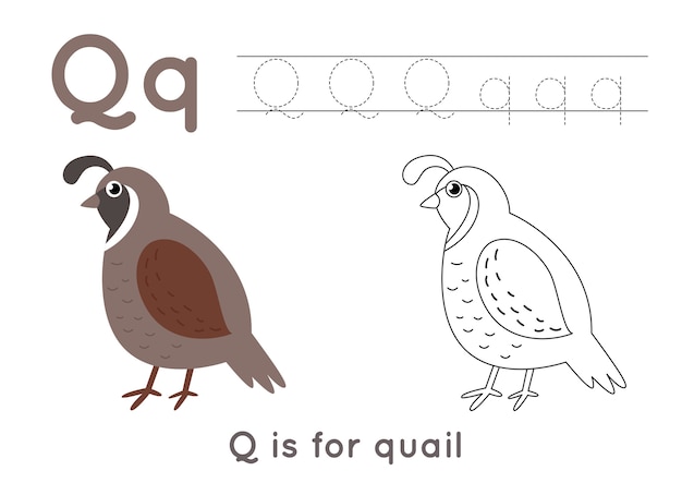 Alphabet coloring page for kids. Basic writing activity. Tracing ABC letters worksheet. Letter Q with cute quail.
