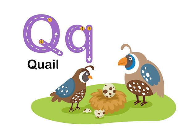 Vettore alfabeto lettera qquail con vettore di illustrazione del vocabolario dei cartoni animati