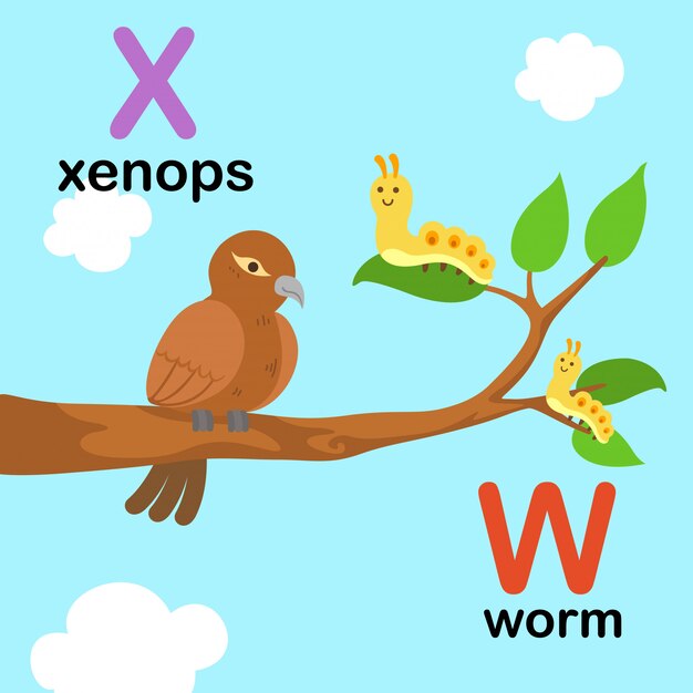 Alphabet Letter W for worm, X for xenops, illustration