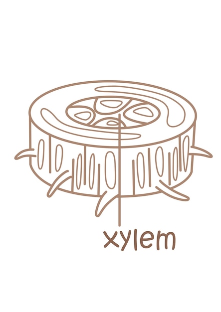 アルファベットX For Xylem Vocabulary 学校のレッスン 子供と大人のための漫画のカラーページ