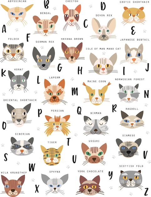 Alphabetical cat breed poster vector illustration