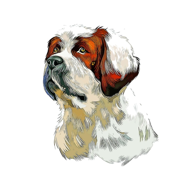 Vector alpine mastiff hond aquarel schets hand getekende illustratie