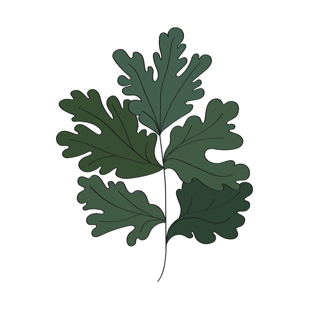 Alsem blad Alsem medicinale plant Botanisch element hand getekend op een witte achtergrond