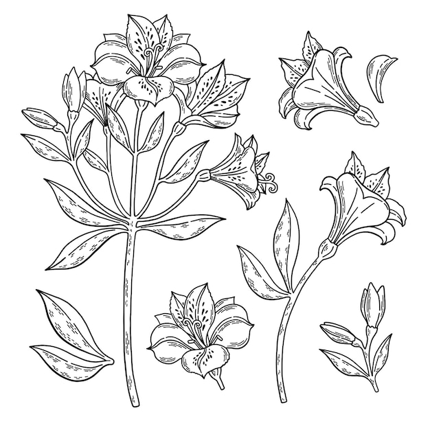白い背景の植物ライン アートのベクトル図に分離されたアルストロメリアの黒と白のセット