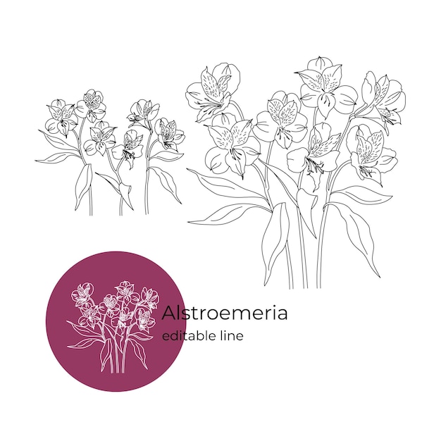 Linea modificabile in stile minimalista fiore alstroemeria.