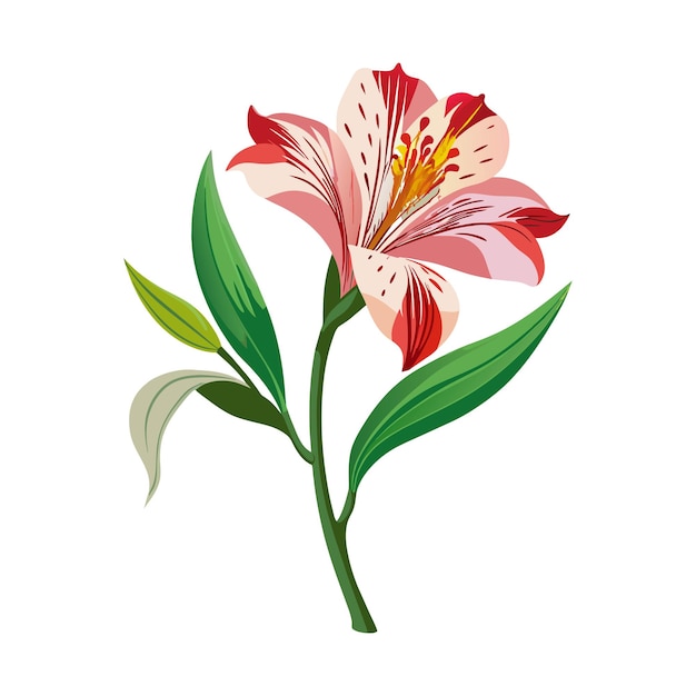 Vector alstroemeria geïsoleerd op witte achtergrond