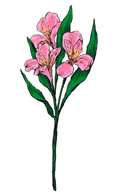 Alstroemeria tropische bloem hand getrokken vectorillustratie botanische tekening van exotische plant gekleurde vintage clipart geïsoleerd op wit