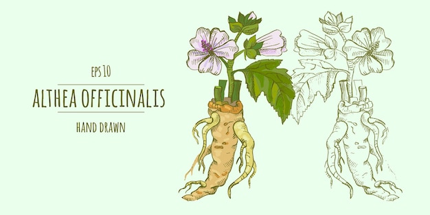 Althea officinalis foglie di fiori e radice di marshmallow medicinale illustrazione disegnata a mano del vettore