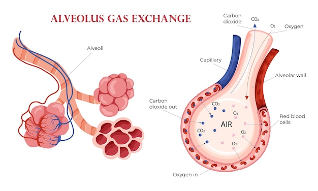 Alveoli zuurstof- en kooldioxide-uitwisseling in de longen