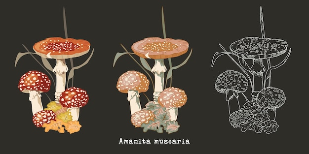 Fungo amanita in vari stili illustrazioni vettoriali di contorno artistico piatto