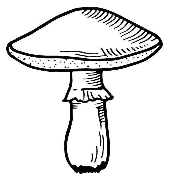 Amanita zwarte lijn pictogram Vliegenzwam schets