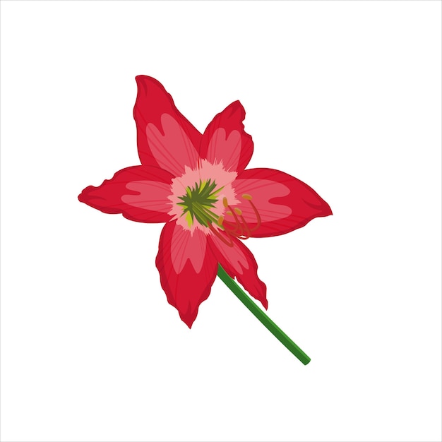 Vector amarilis bloem vector plat ontwerp grafische illustratie 2d hd