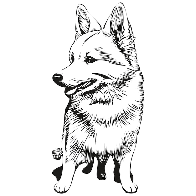 アメリカのエスキモー犬分離白地頭ペット ライン イラスト現実的な品種ペット上に描画