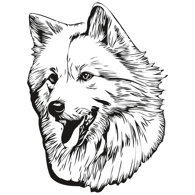 Vector american eskimo dog t shirt print black and white cute funny outline drawing vector realistic breed pet