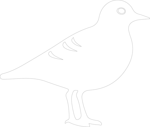 Vector american golden plover outline with transparent background