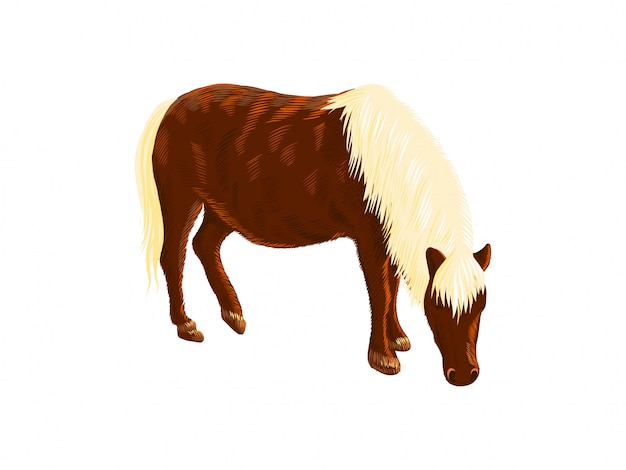 American Miniature horse