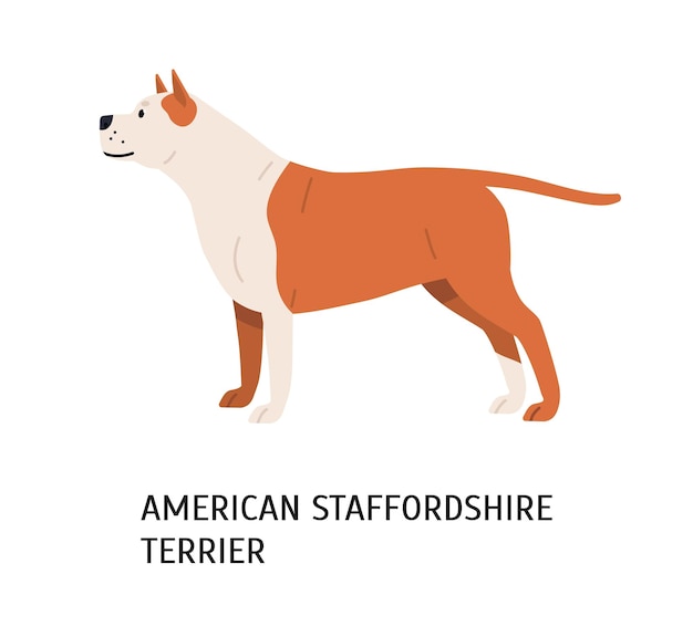 American staffordshire terrier o amstaff. splendido cane di razza a pelo corto isolato su sfondo bianco. splendido animale domestico o animale domestico di razza pura. illustrazione vettoriale in stile cartone animato piatto.