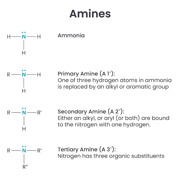 Amines Biochemistry Functional Group science vector illustration infographic