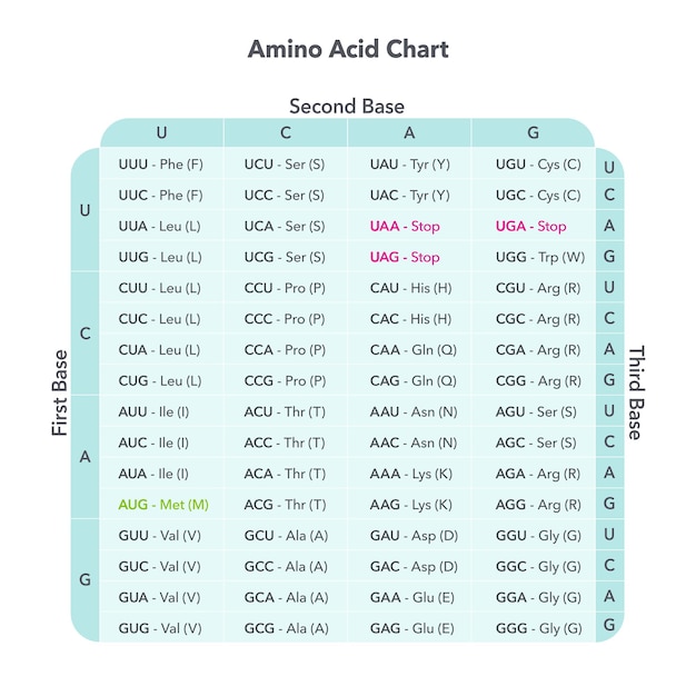 Vector amino acid codon table genome sciences vector graphic