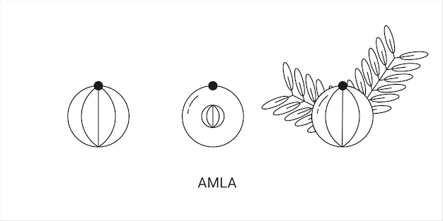 Amla exotisch fruit pictogramelement voor web