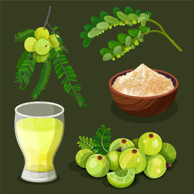 Vector amla fruit elements set