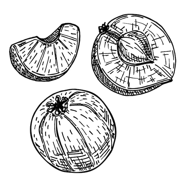 Vector amla sketch illustration phyllanthus emblica vector design elements indian gooseberry sketch