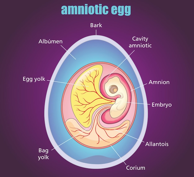 Amniotic egg