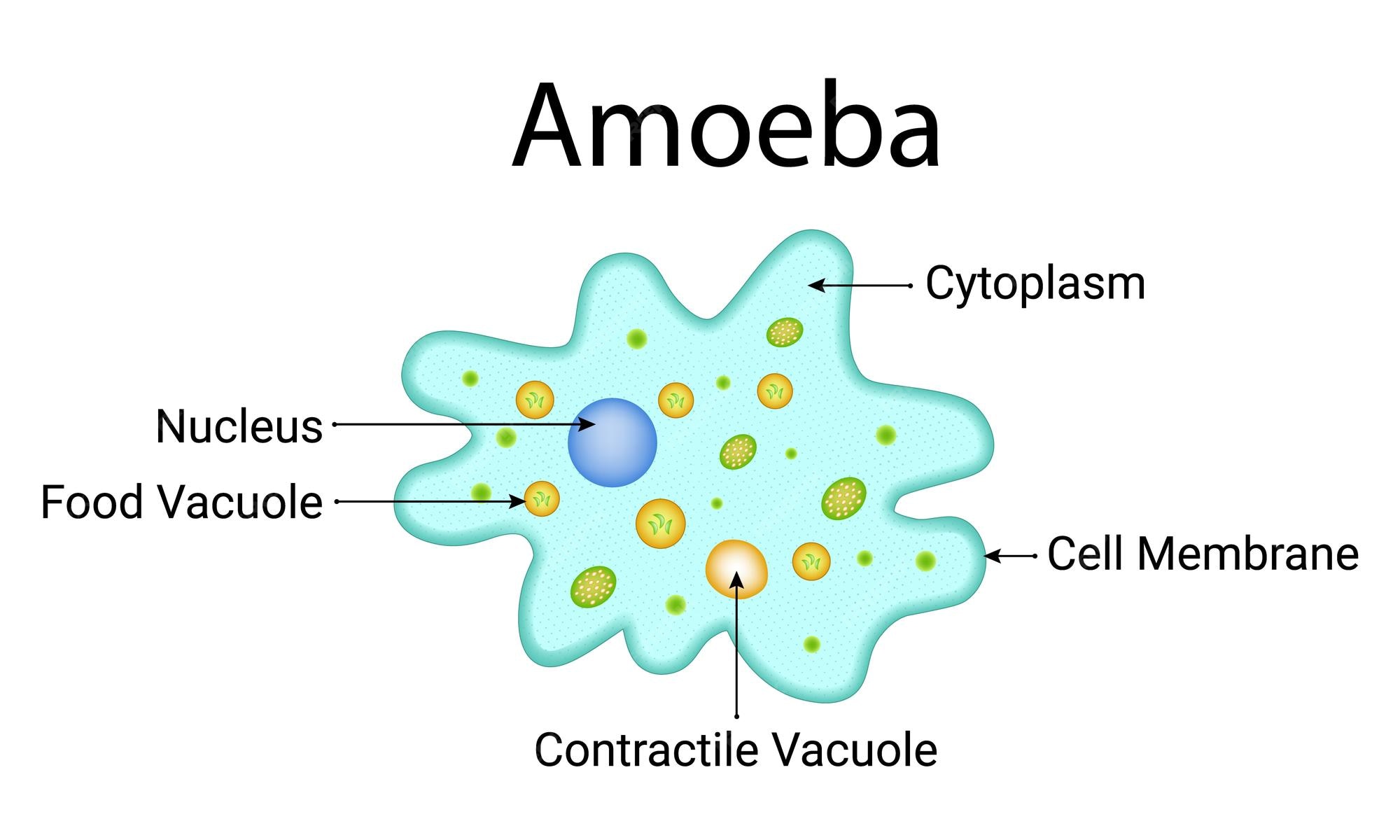 Amoeba Cell Model amoeba-cell-model