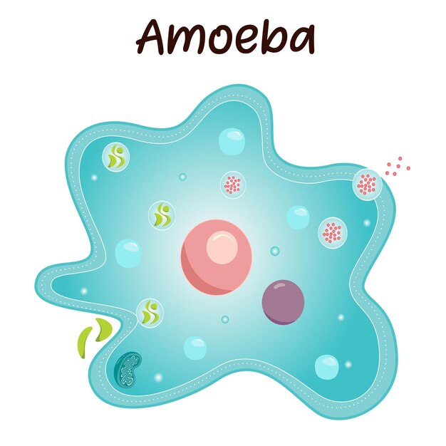 Vector amoeba vector illustration