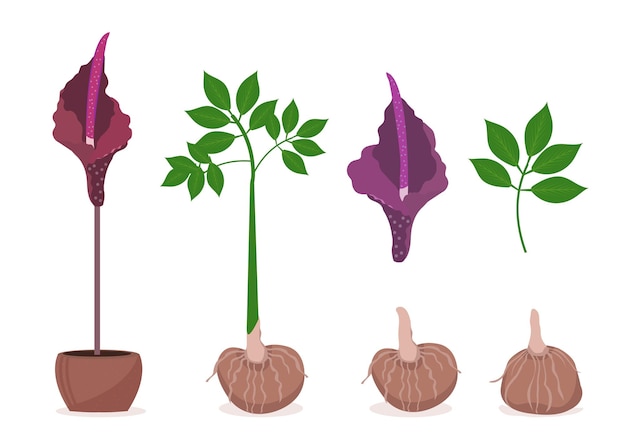 Vector amorphophallus konjac plant set. konjak japanese traditional cuisine ingredients for shirataki noodles, gum, glucomannan. illustration.