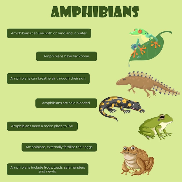 Amphibians