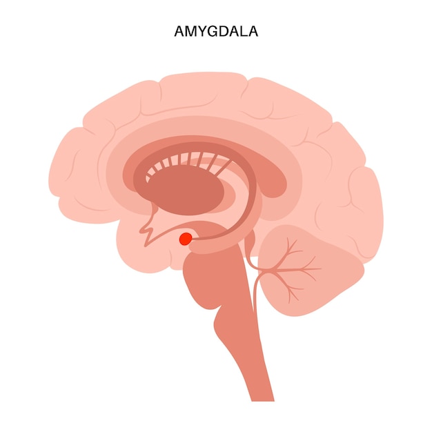 Amigdala e sistema limbico. anatomia del cervello umano. illustrazione vettoriale di corteccia cerebrale e cervello