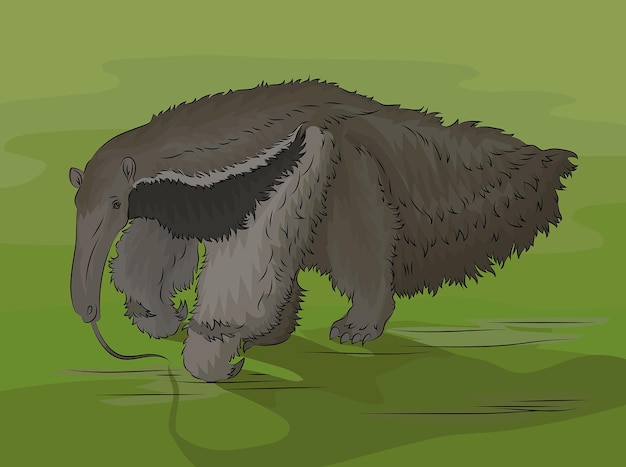 Vector amzing anteater walk on grass