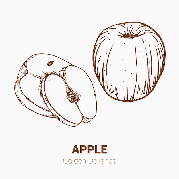 ベクトル リンゴとリンゴの半分が示されています