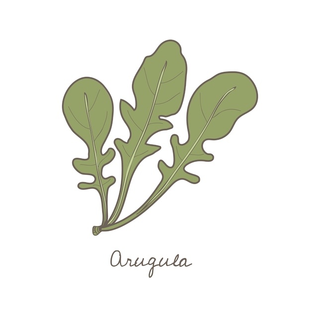 ベクトル arugula