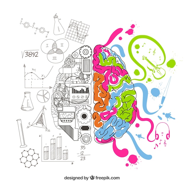 analytical and creative brain